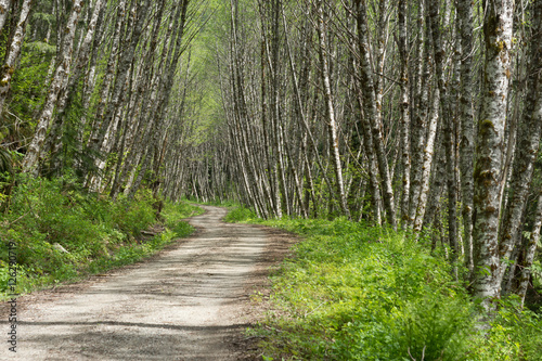 Forest hike