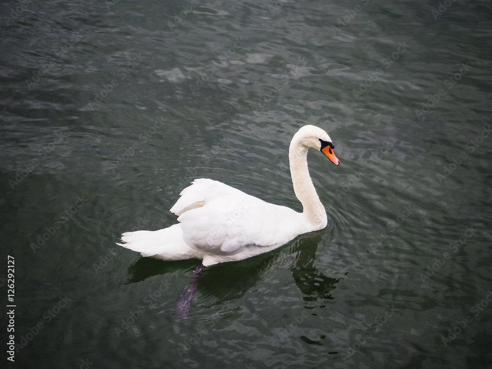cisne en Benzeholz, Suiza, verano de 2016 OLYMPUS DIGITAL CAMERA cisne en Benzeholz, Suiza, verano de 2016 OLYMPUS DIGITAL CAMERA