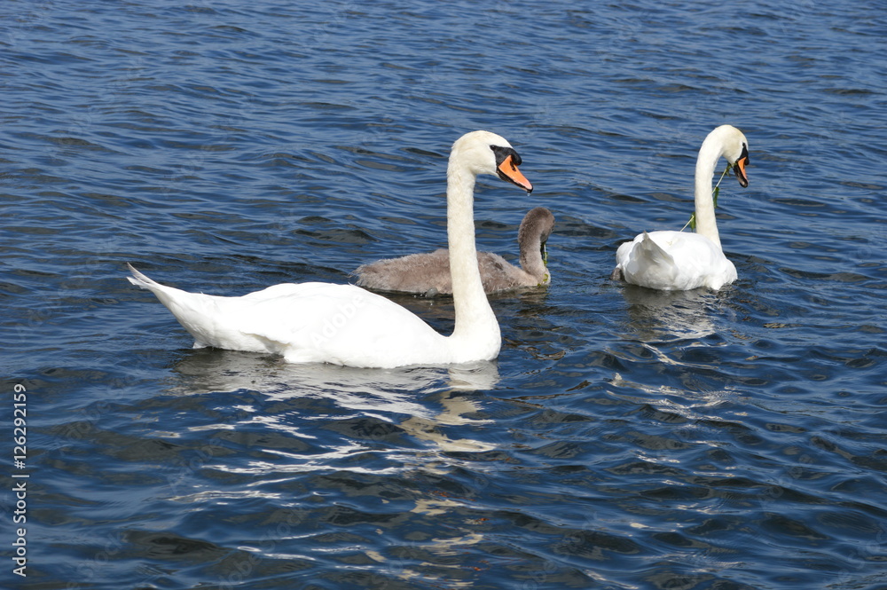 Swans on Coniston Water Swans on Coniston Water