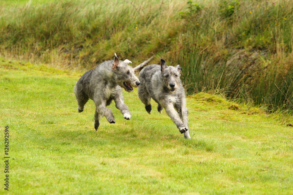 Fototapeta premium Playing Irish Wolfhound , running Irish wolfhounds