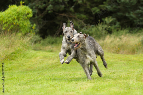фотографія Playing Irish Wolfhound , running Irish wolfhounds