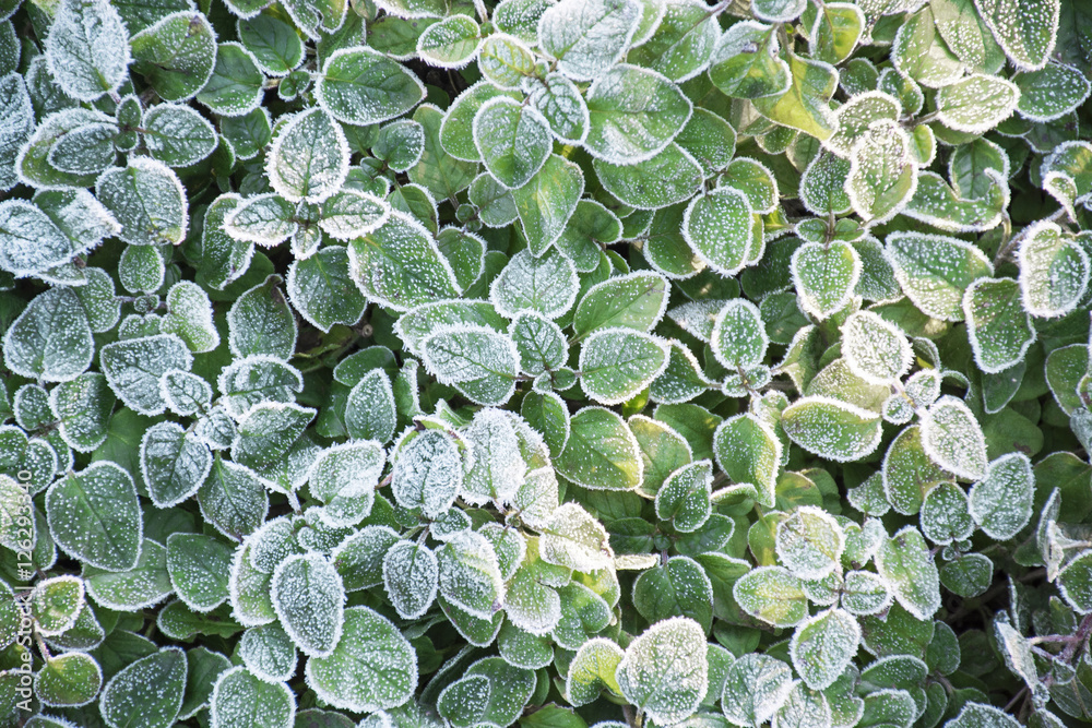 Frost fall on plant Frost fall on plant