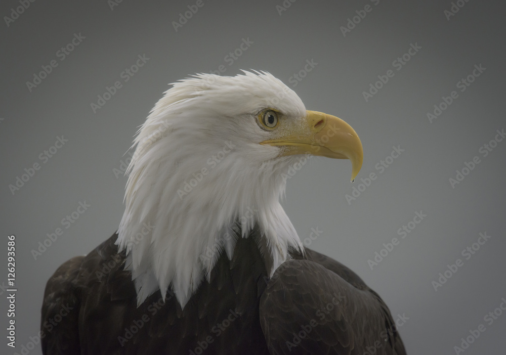 Fototapeta premium Bald Eagle Portrait