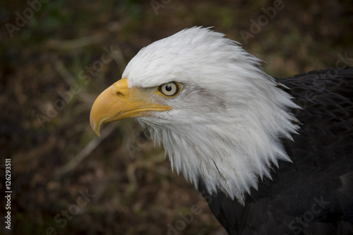 Bald Eagle Portrait © Betty Sederquist