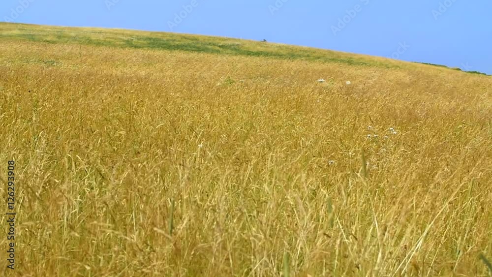 Slow Motion beautiful golden grass blows in strong wind