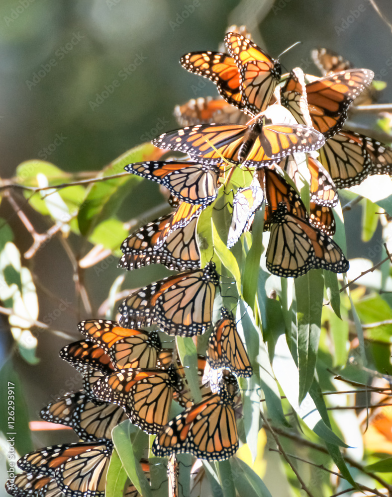 Fototapeta premium Monarch motyle (Danaus plexippus) w Natural Bridges State Beach, Santa Cruz, Kalifornia, USA.