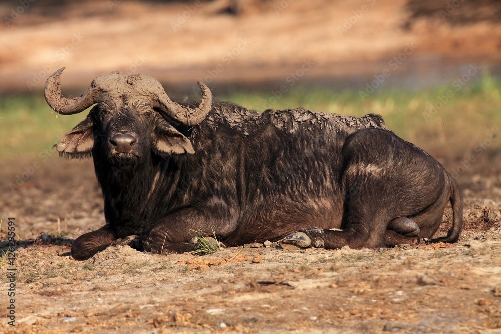 Fototapeta premium The African buffalo or Cape buffalo (Syncerus caffer) large male lying covered in mud