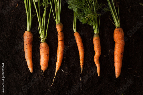 Fresh carrots on dark soil background texture