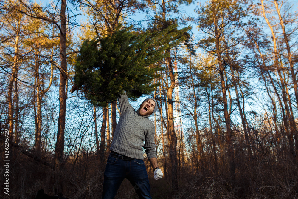 Young man is caryying christmas tree in the wood. men with a beard bears home a Christmas tree. dressed in a sweater
Young man is caryying christmas tree in the wood. men with a beard bears home a Christmas tree. dressed in a sweater