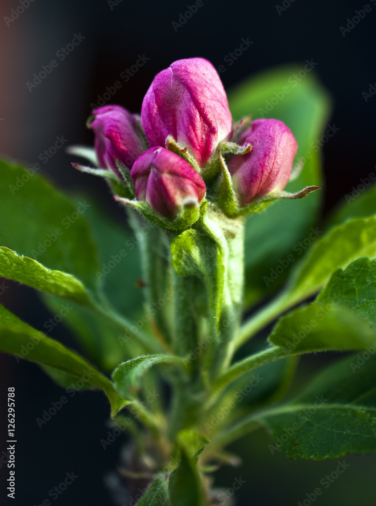 apple blossom bud apple blossom bud