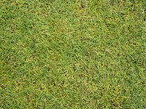 Pattern Of grass
