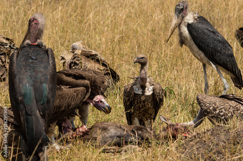 Feeding vultures and storks photo