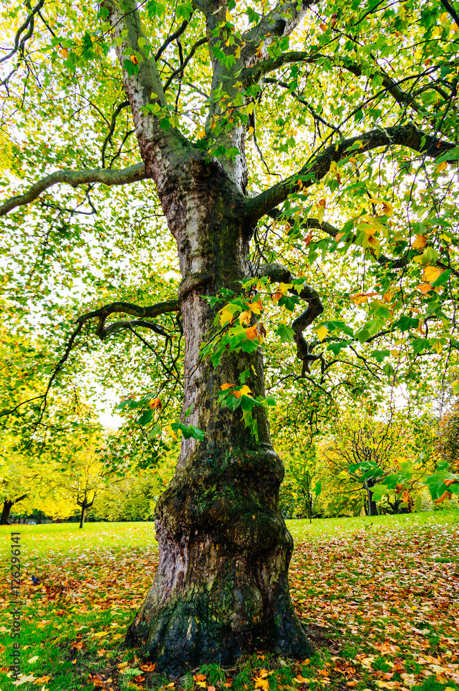 Fototapeta premium Autumn in the park