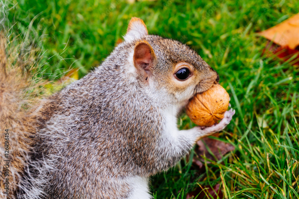 Obraz premium Brown squirrel eating