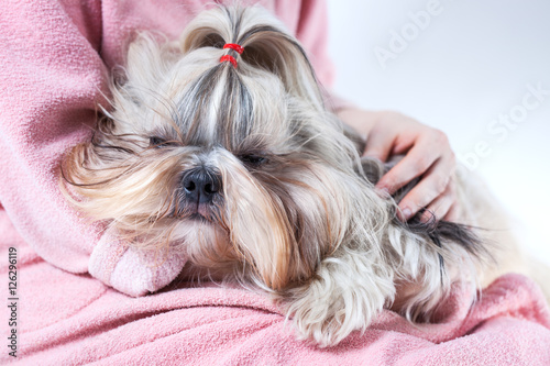 Shih tzu dog on young woman hands