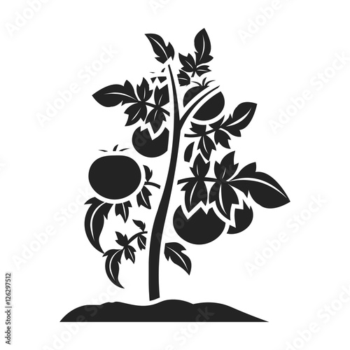Tomato icon in black style isolated on white background. Plant symbol stock vector illustration.