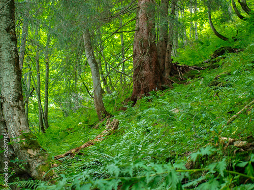 green forest on a steep mountain hillside