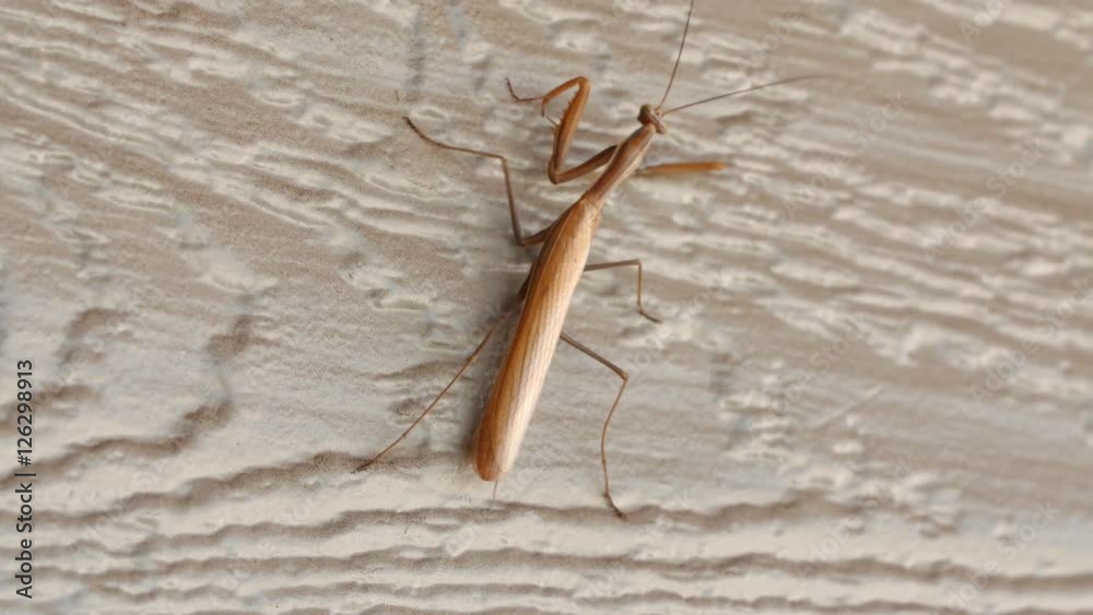 A praying mantis climbs the wall of a home and falls A praying mantis climbs the wall of a home and falls