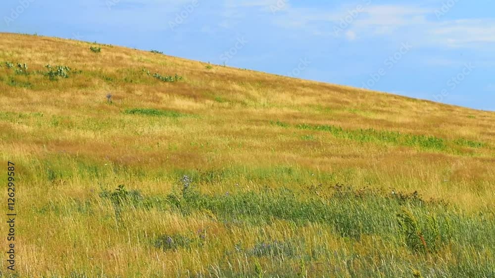 Slow Motion of beautiful golden grass blows in strong wind Slow Motion of beautiful golden grass blows in strong wind