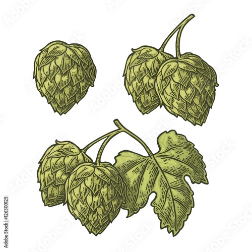 Hop herb plant wih leaf. Vector vintage engraved illustration.