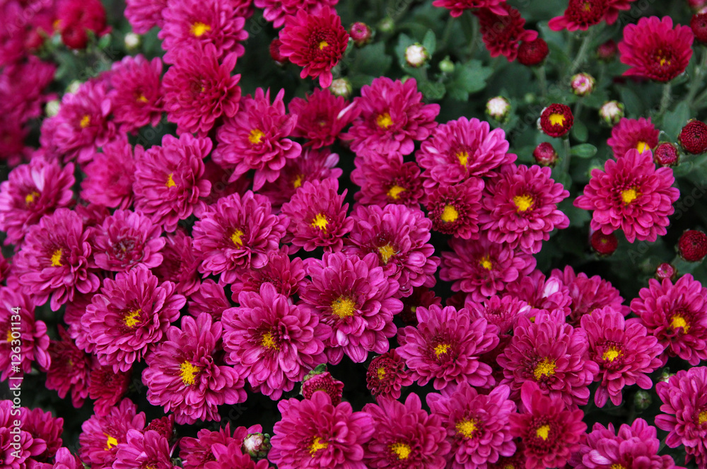 Bright chrysanthemum in autumn garden.