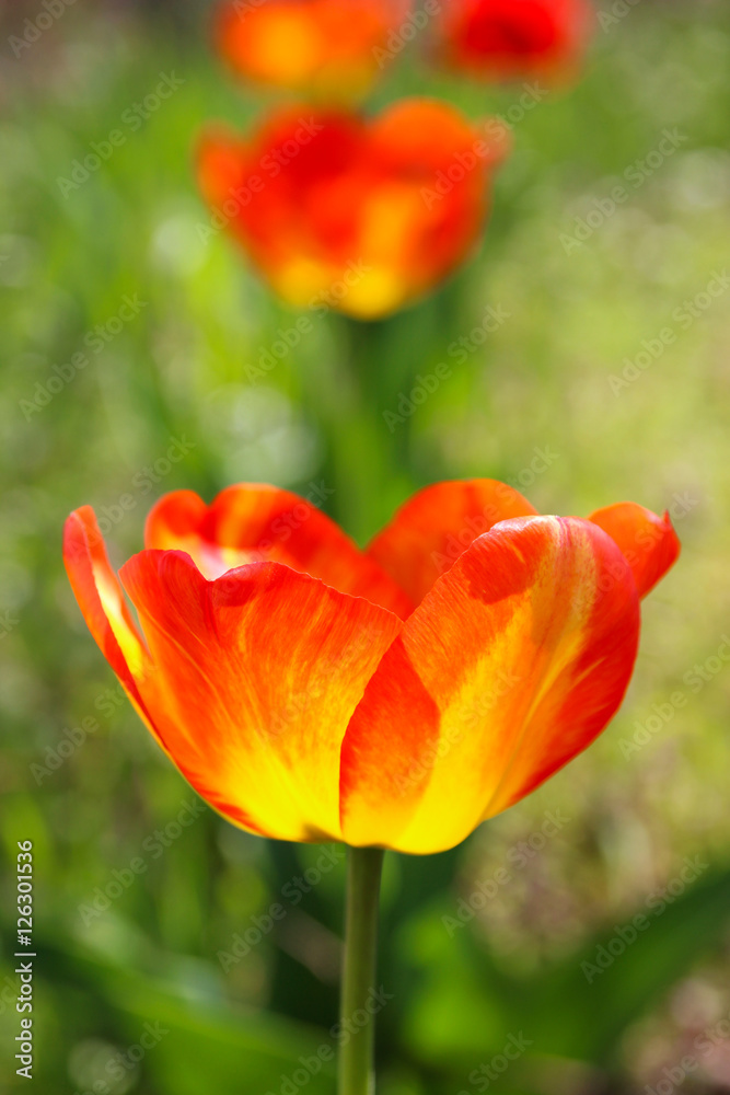 Bright tulip Bright tulip