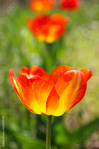 Bright tulip  American Dream  in the spring garden.