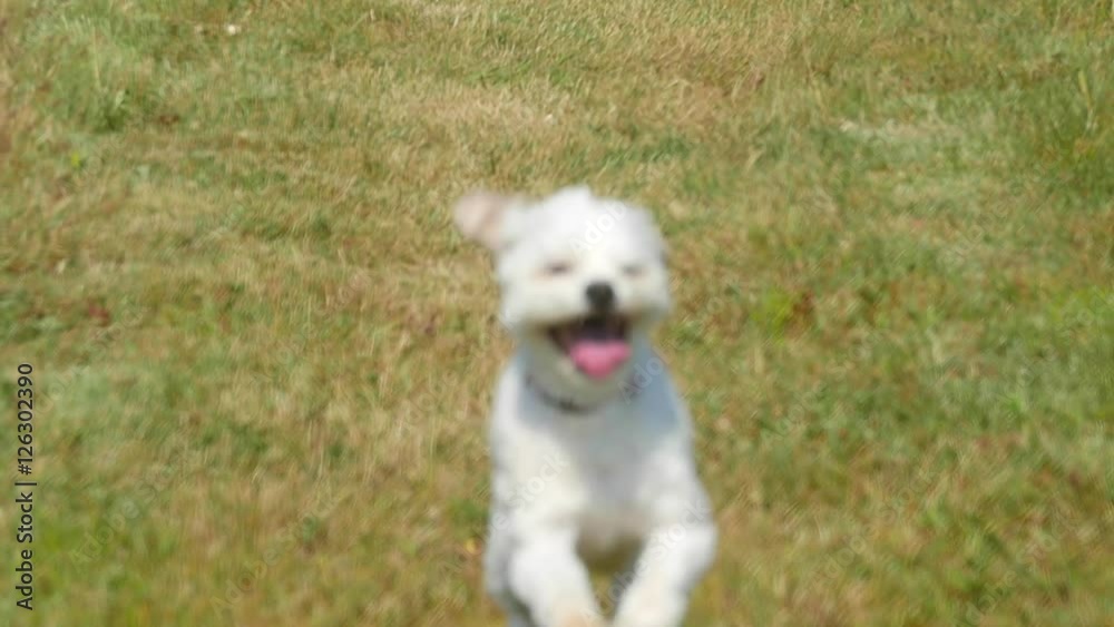 Slow motion shot of a dog running through field Slow motion shot of a dog running through field