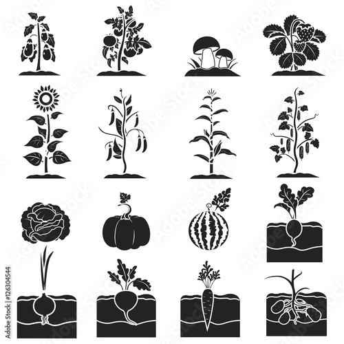 Plant set icons in black style. Big collection of plant vector symbol stock illustration
