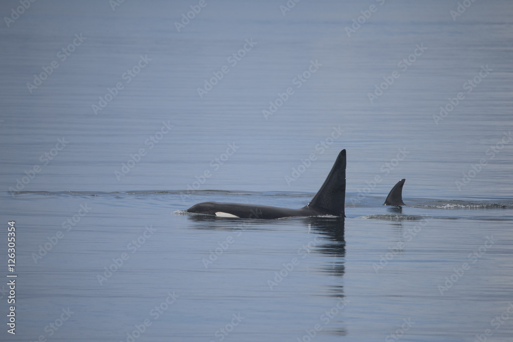 Fototapeta premium Orca Male and Baby
