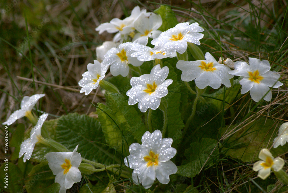 Obraz premium white primrose after rain