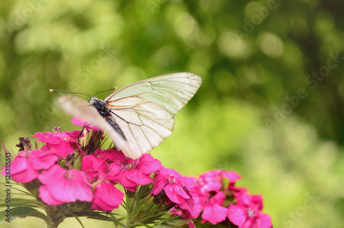 beautiful white butterflie on a pink flowers  -closeup