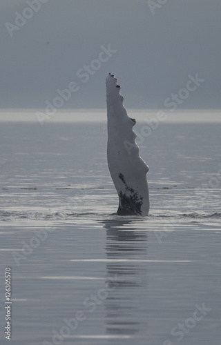 Humpback Whale Pectoral Fin