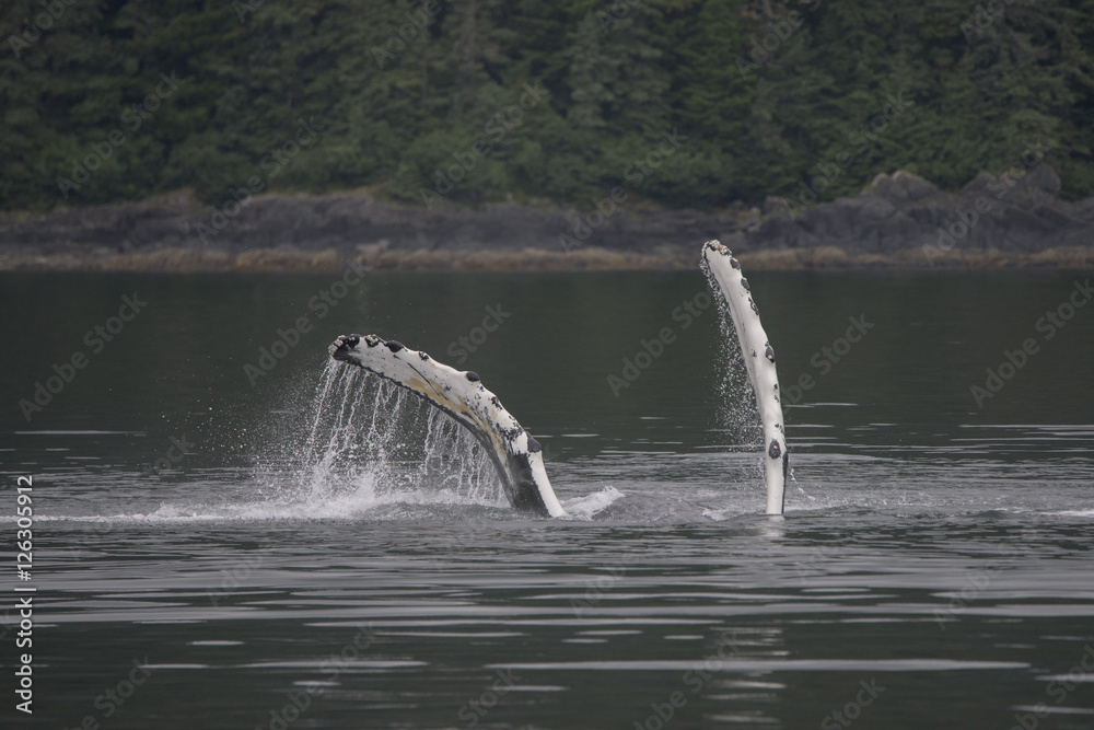 Humpback Whale Slapping Pectoral Fins Stock Photo Adobe Stock