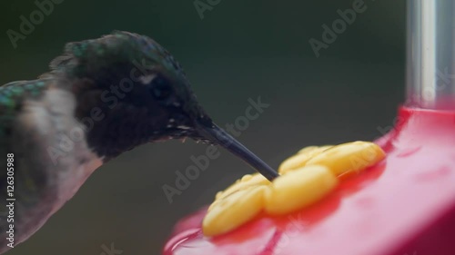 Macro of a hummingbird eating nectar from a red feeder photo