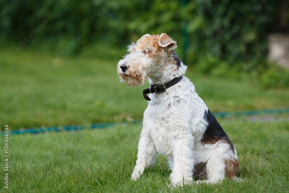 Fox terrier on a green grass background Fox terrier on a green grass background