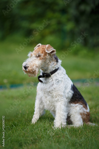 Obraz na płótnie Fox terrier on a green grass background
