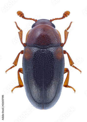 Beetle Dacne bipustulata on a white background