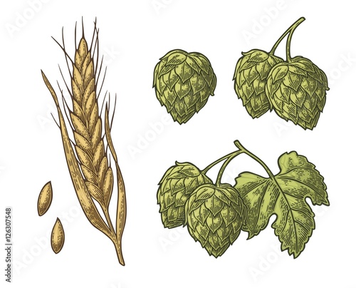 Set hop herb plants with leaf and Ear of barley. Vector vintage engraved illustration.