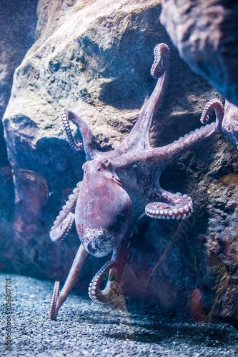 A large octopus with tentacles