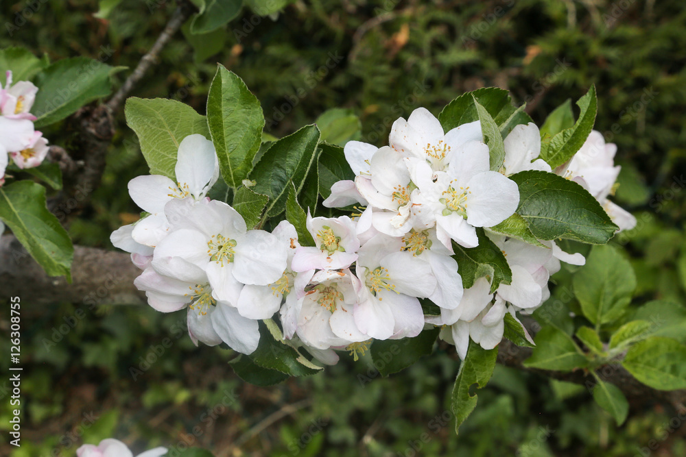 pommier en fleur