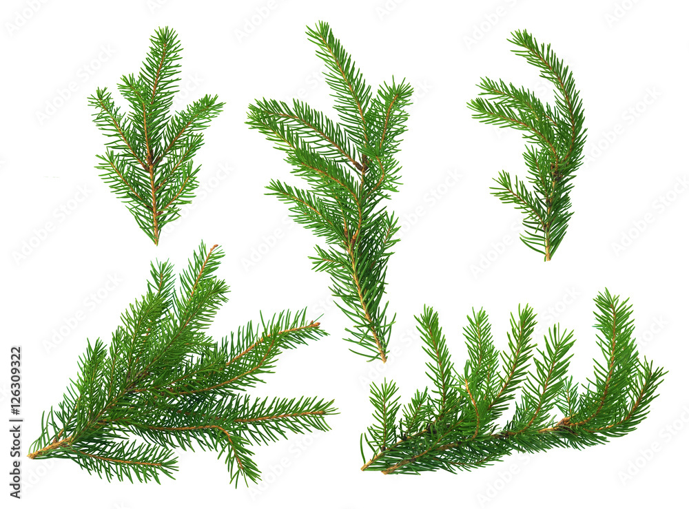Several green fir branches of different forms on a white background. - obrazy, fototapety, plakaty 