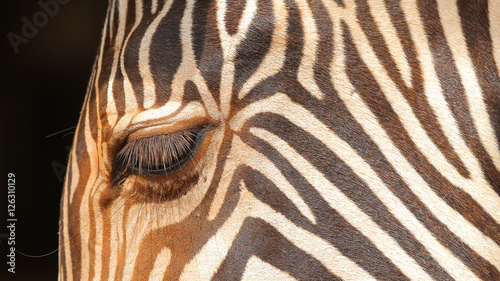 Face of zebra