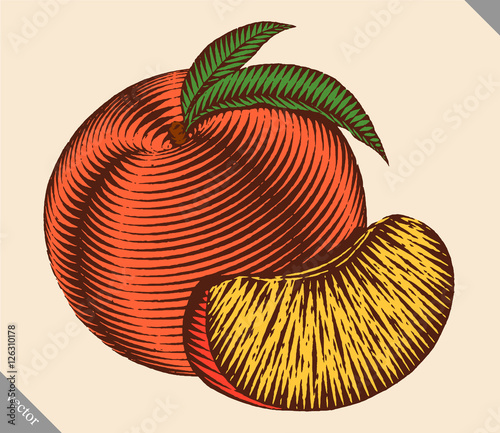 Engraved isolated engrave vector illustration of a peach