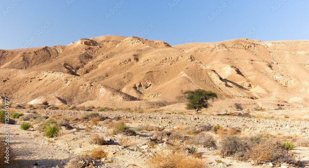 Desert mountains tree valley landscape view, Israel nature.