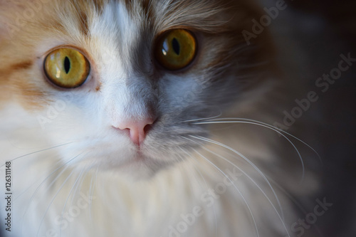 Maine Coon Cat