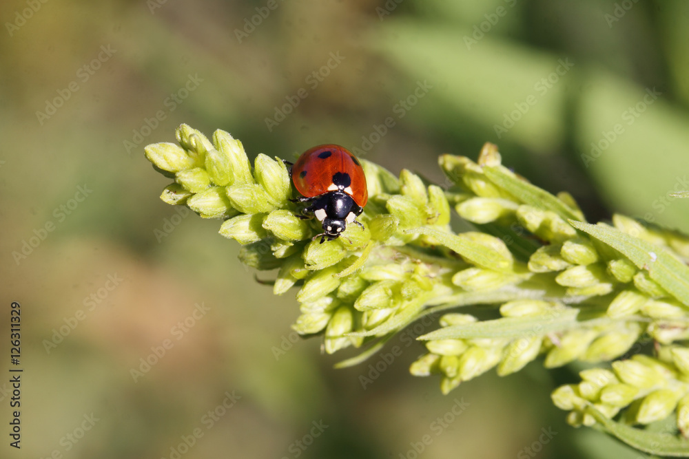 Red ladybug with black spots, crawling on the grass Red ladybug with black spots, crawling on the grass