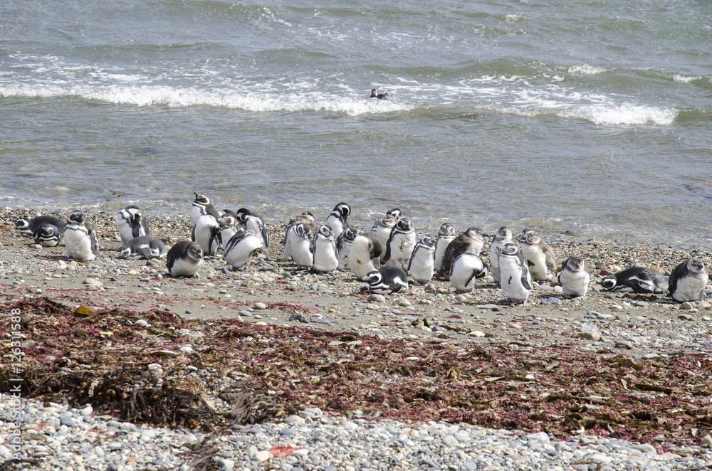 Obraz premium Punta Arenas - Penguin Colony