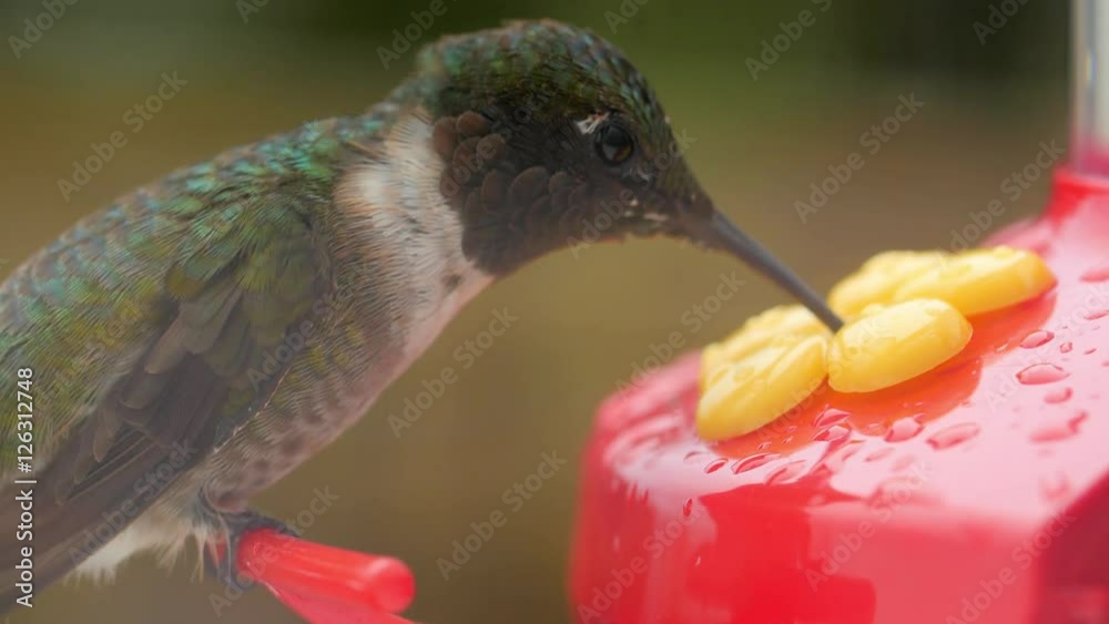 Macro of hummingbird eating nectar from feeder