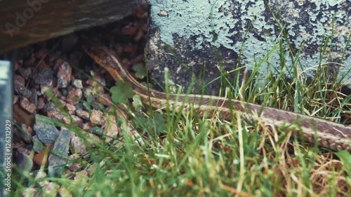 A garter snake slithers under a rock
